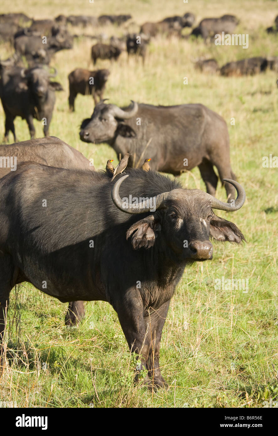 Eine Herde Büffel in der Masai Mara in Kenia Stockfoto