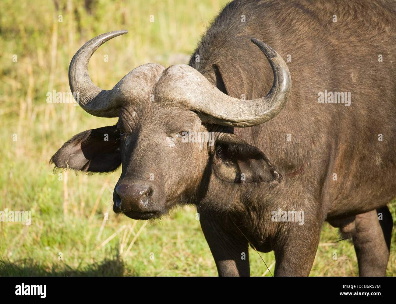 Ein Büffel in der Masai Mara in Kenia Stockfoto