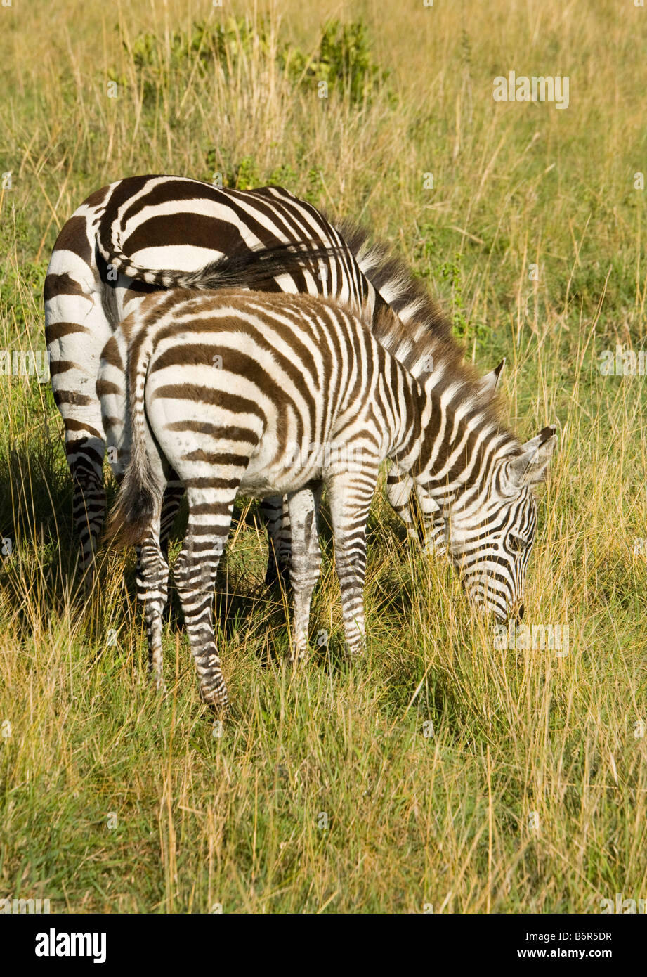 Zebra Mutter und Fohlen weiden auf den Ebenen der Masai Mara Stockfoto