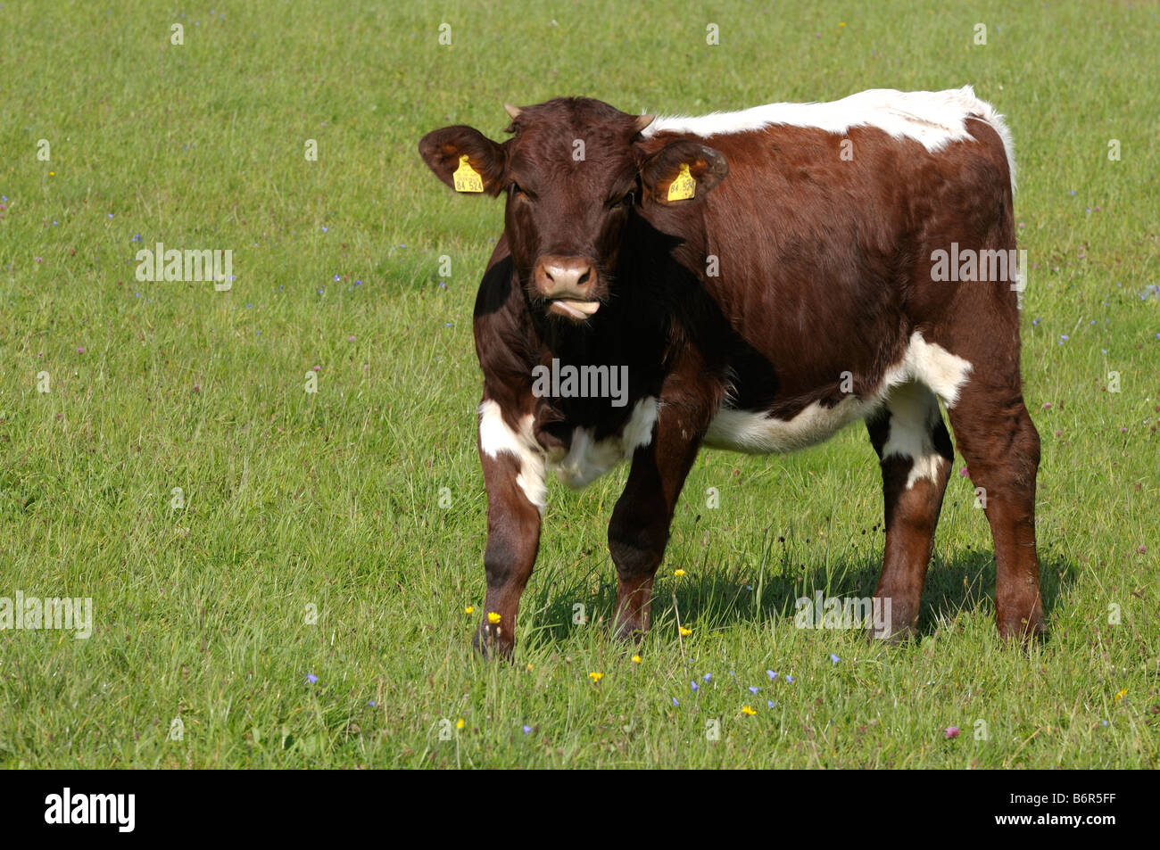 Hausrind (Bos Primigenius, Bos Taurus), züchten; Pinzgauer Rinder, junge Kuh auf der Weide Stockfoto