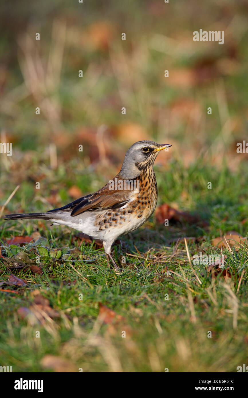Wacholderdrossel Turdus Pilaris Fütterung auf Erden Eltisley Cambridgeshire Stockfoto