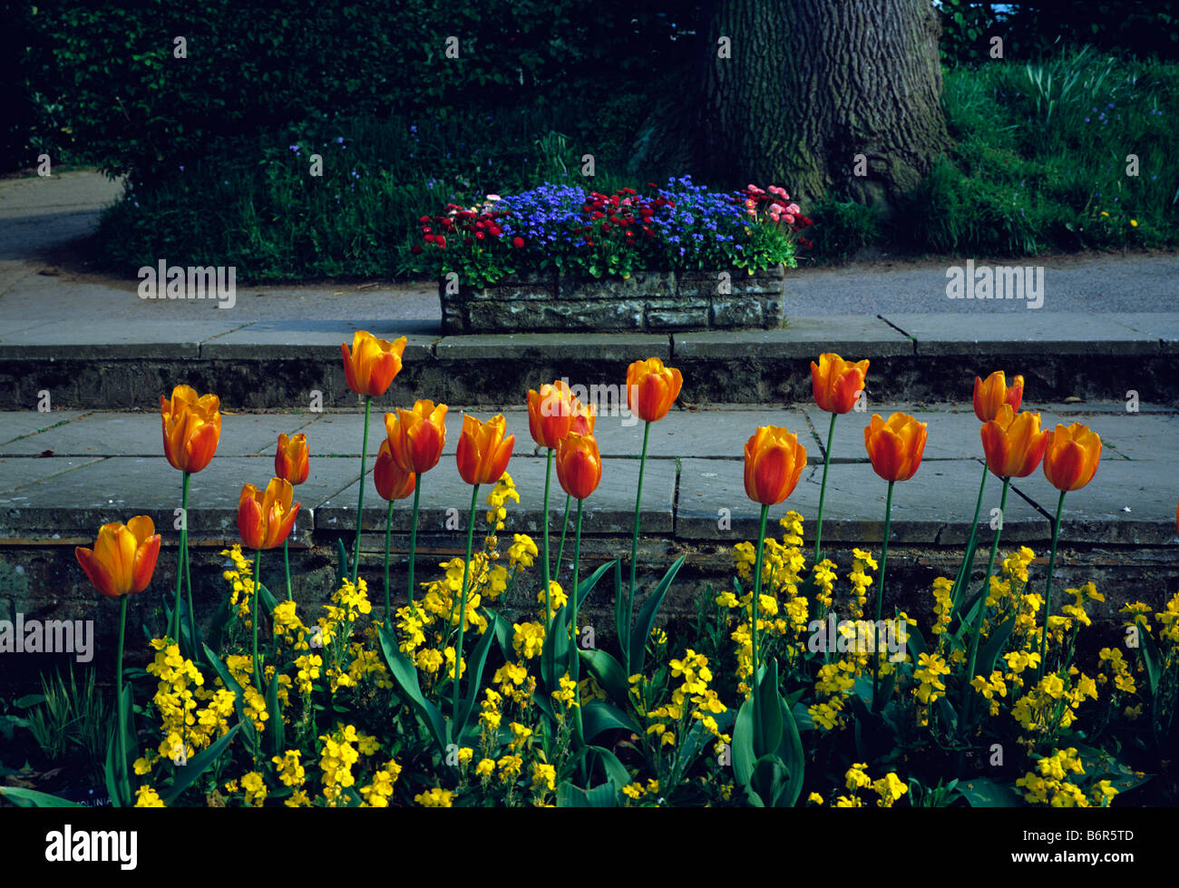 Frühling Blüte leuchtend orange Tulpen und gelbe Mauerblümchen Stockfoto