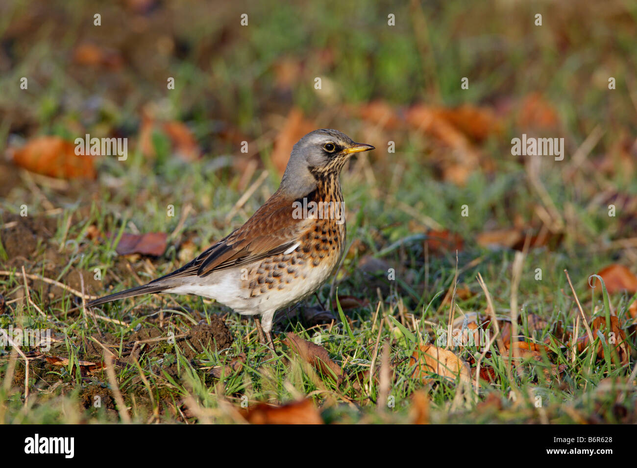 Wacholderdrossel Turdus Pilaris Fütterung auf Erden Eltisley Cambridgeshire Stockfoto