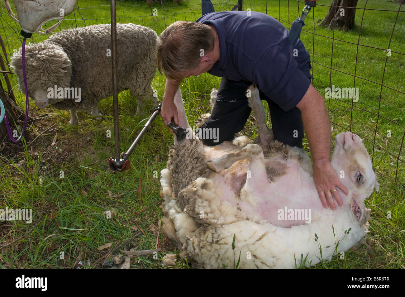 Australische Shearer Scherende Schafe Stockfoto