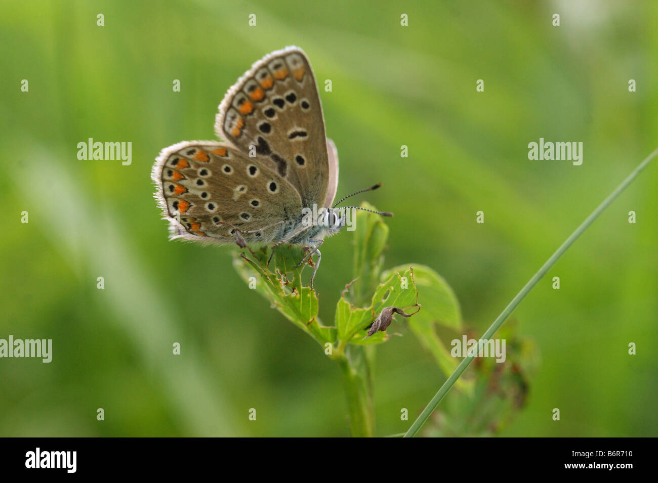 Polyommatus Icarus - gemeinsame blau Stockfoto