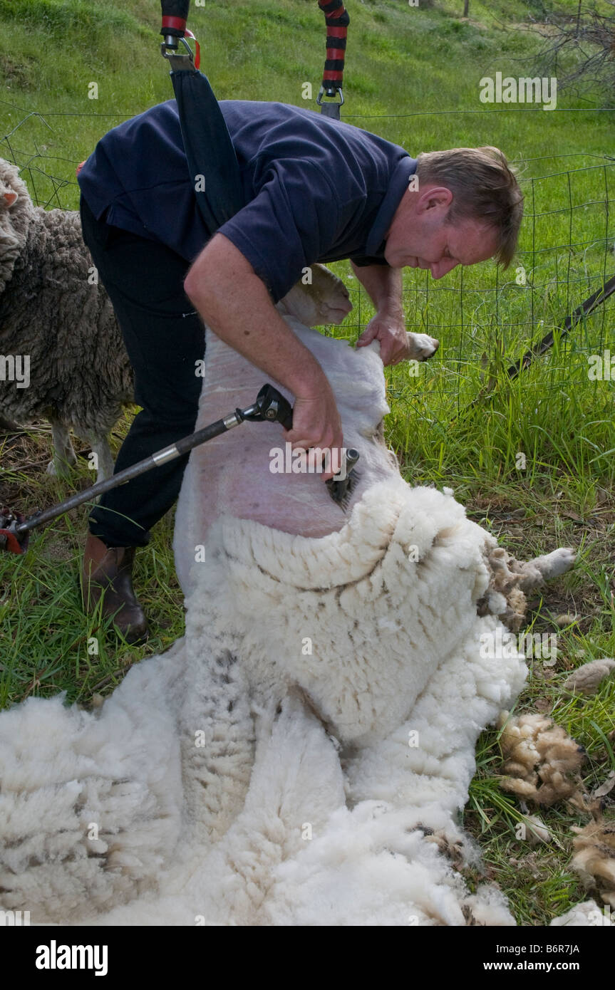 Australische Shearer Scherende Schafe Stockfoto