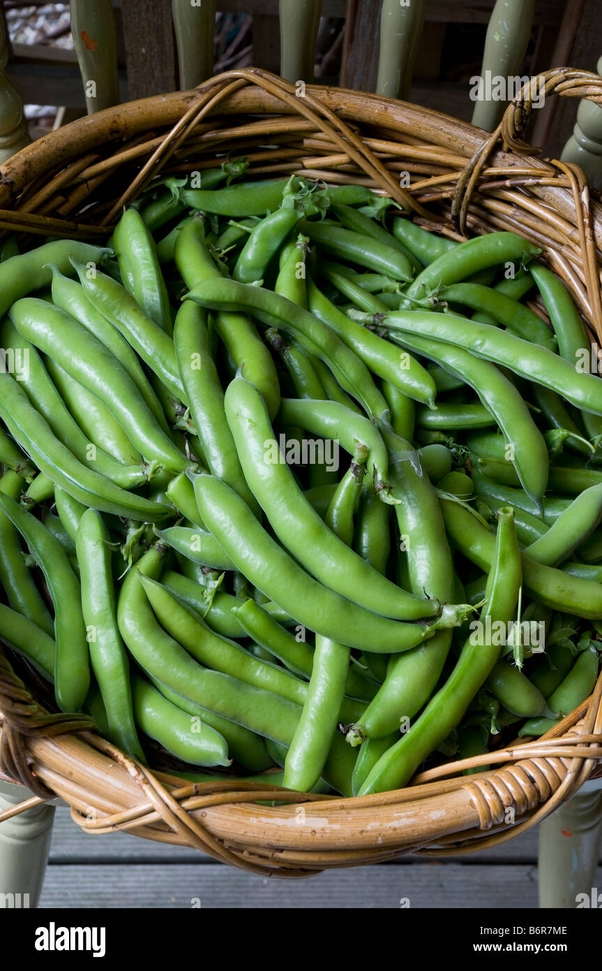 Frisch gepflückt junge Saubohnen in Korb Stockfoto