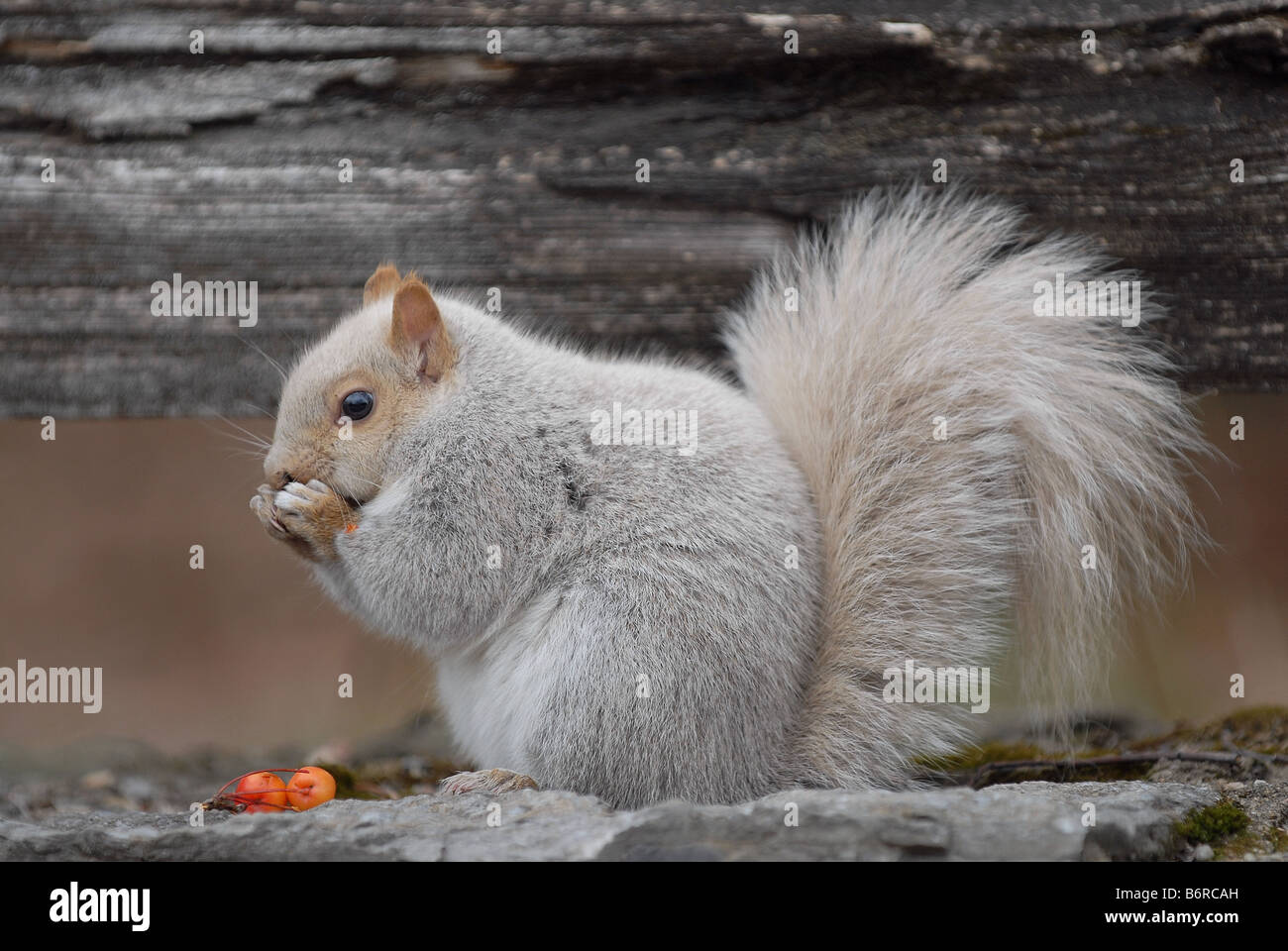 Graue Eichhörnchen, das graue Eichhörnchen (Sciurus Carolinensis). Weiße Phase rote Beeren essen Stockfoto