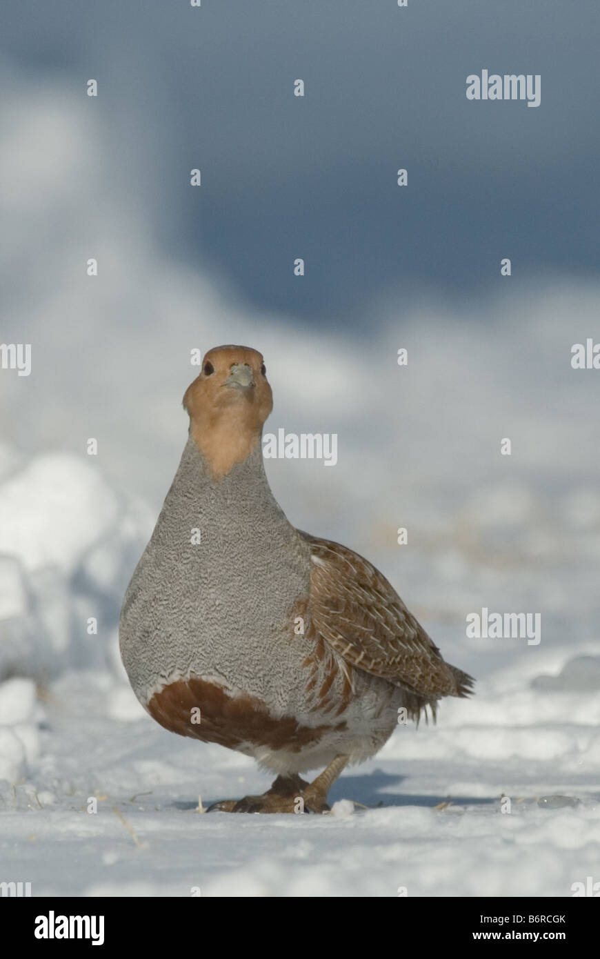 Graues Rebhuhn, grau Rebhuhn (Perdix Perdix) auf Schnee Stockfoto