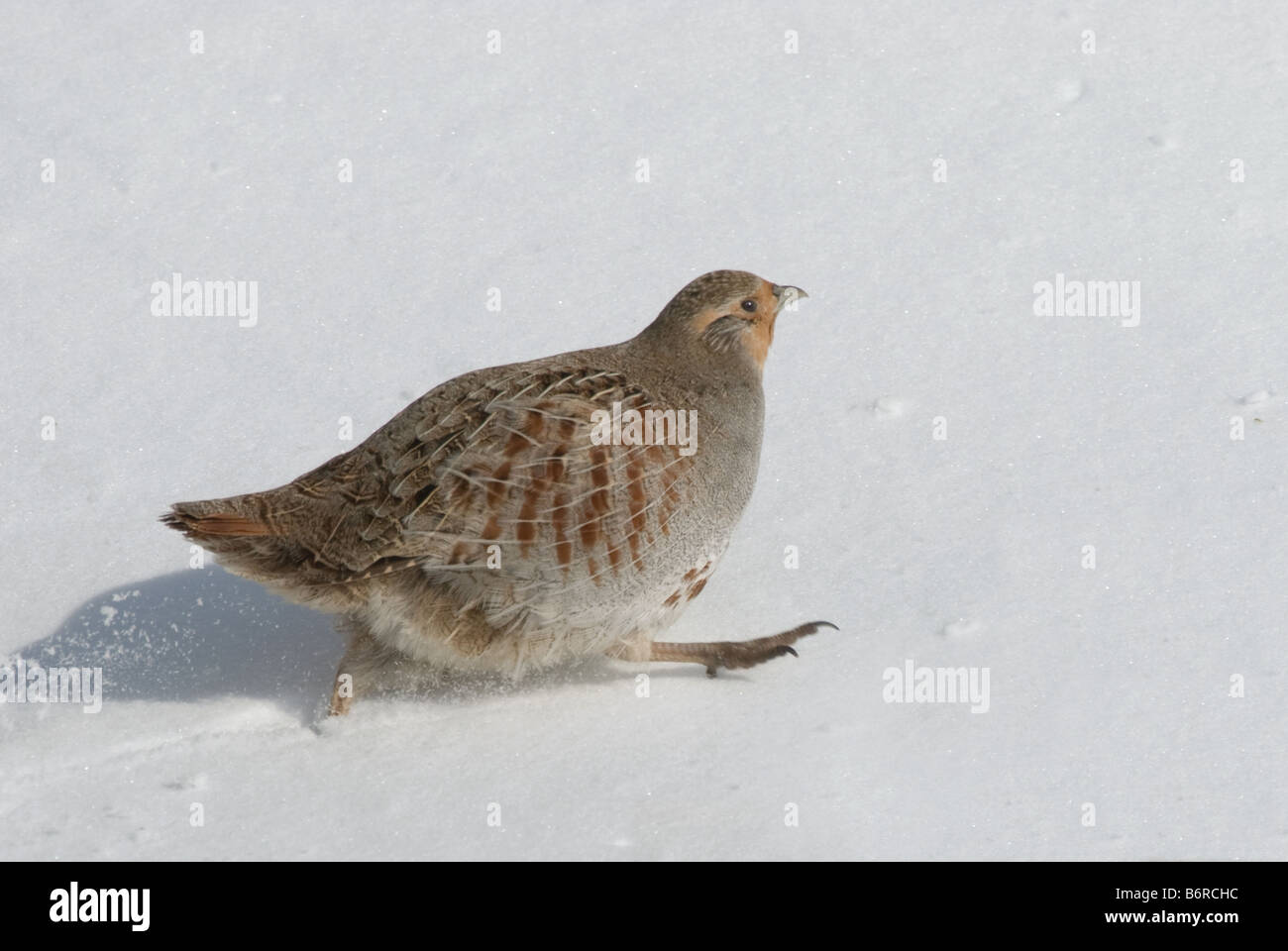 Grey Partridge, grau Rebhuhn (Perdix Perdix) über Schnee laufen Stockfoto