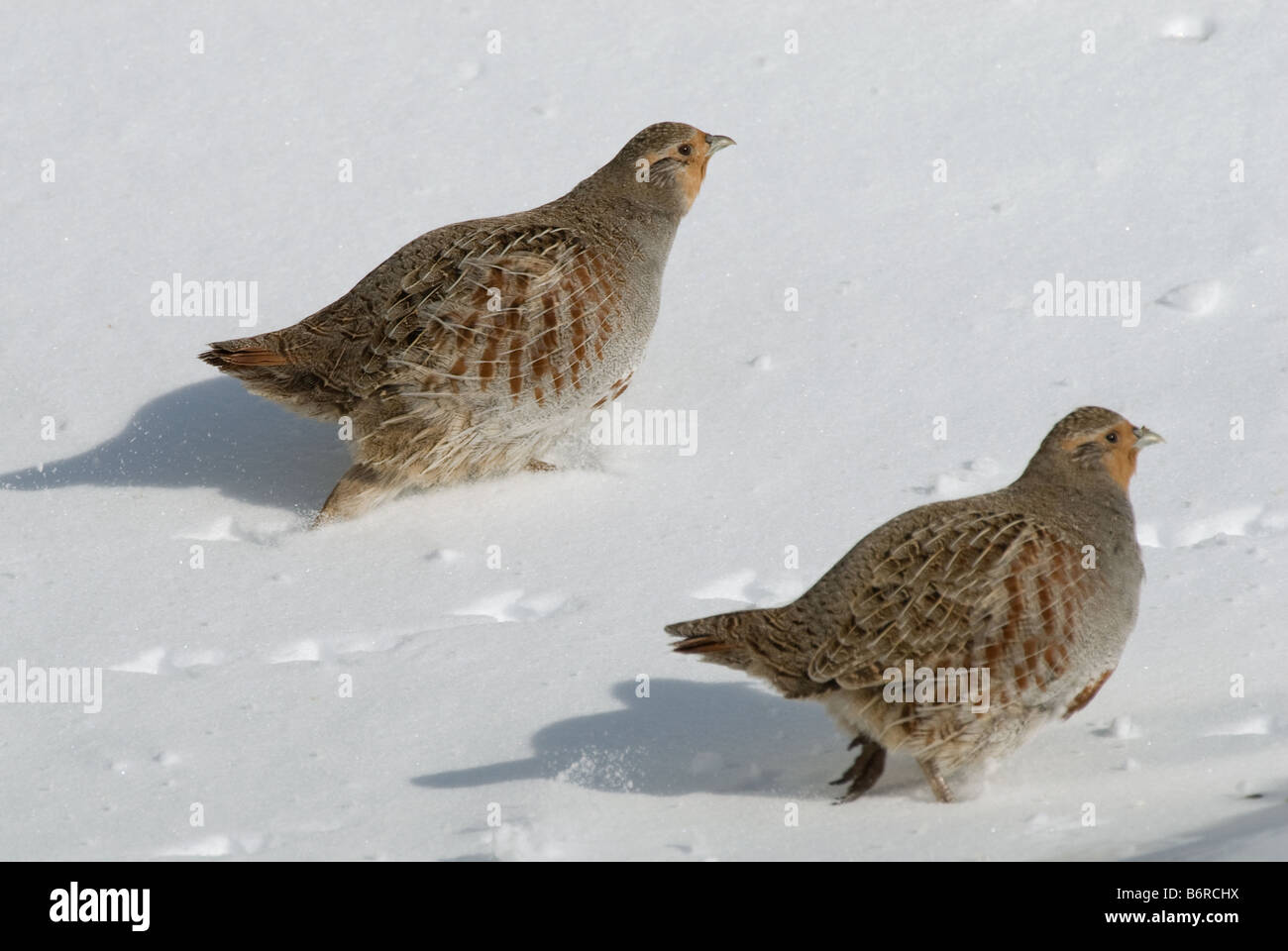 Grey Partridge, grau Rebhuhn (Perdix Perdix), zwei über Schnee laufen Stockfoto