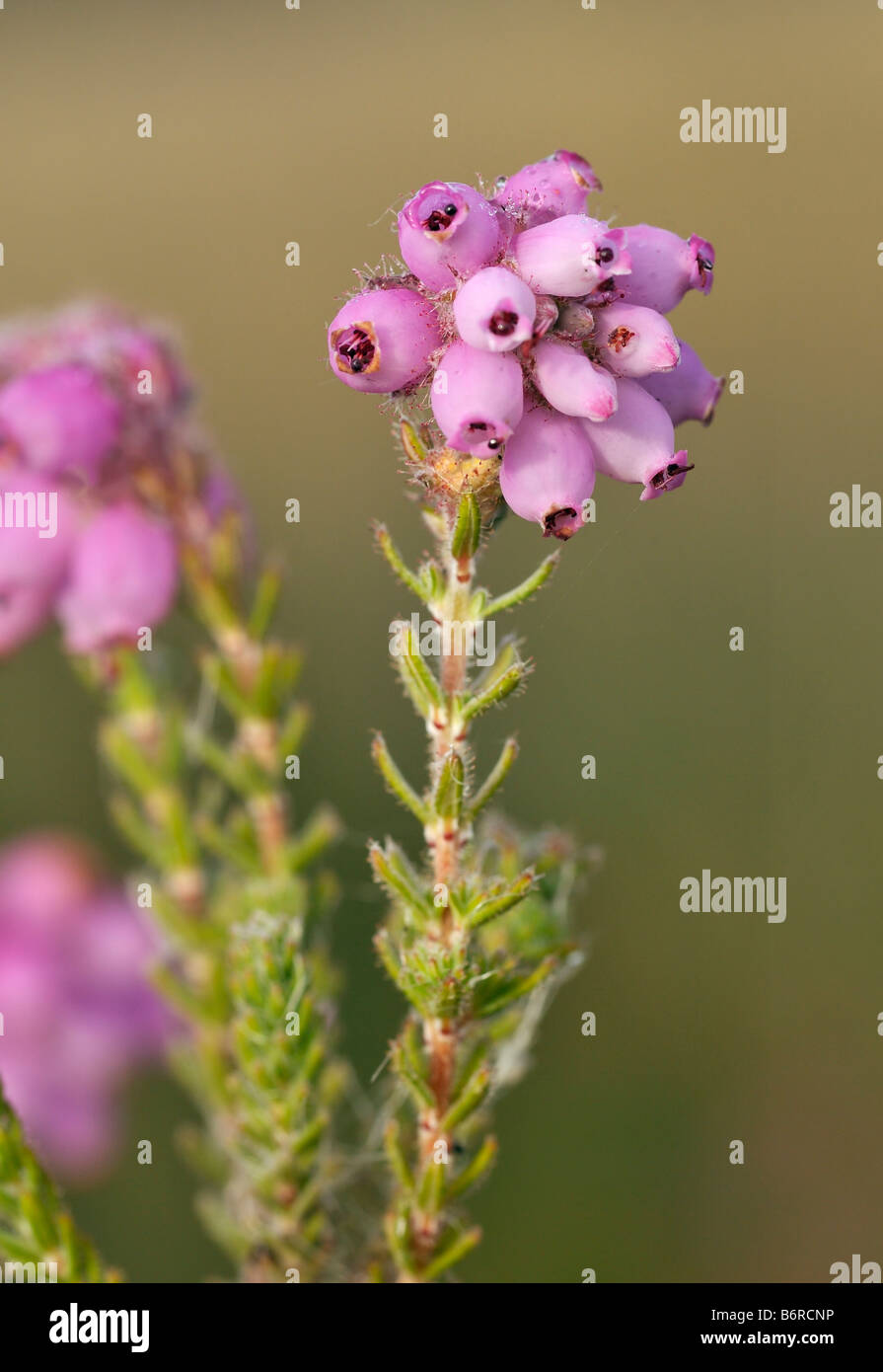 Kreuz leaved Heath Erica Tetralix Thursley gemeinsamen Heide Stockfoto