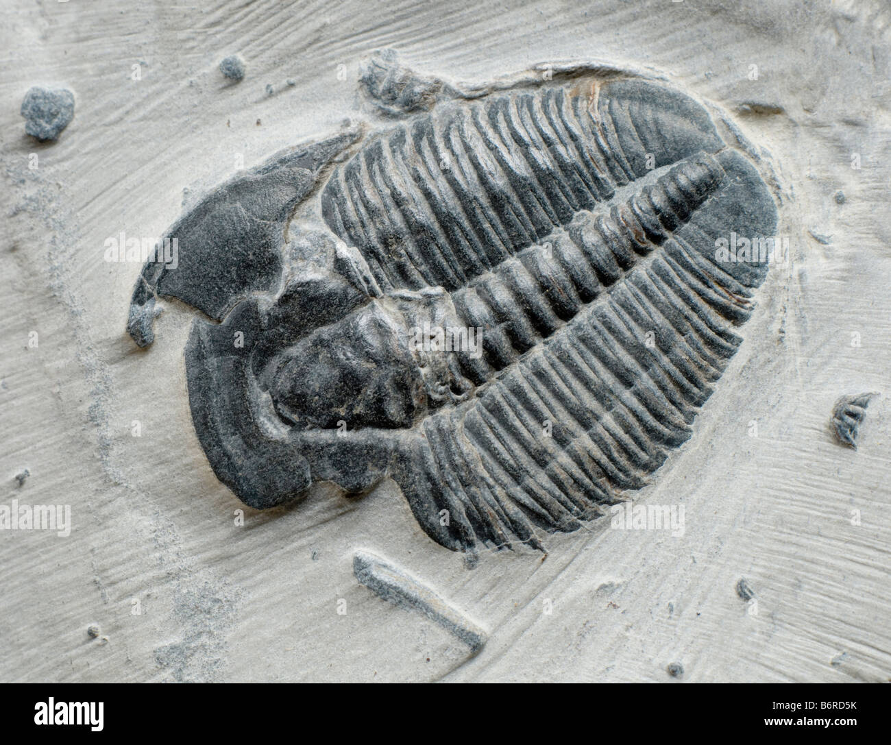 Trilobiten fossilen auf Matrix. Elrathie Kingii (Kambrium). Wheeler Shale Delta in Utah. USA. Körper 3cm lang Stockfoto