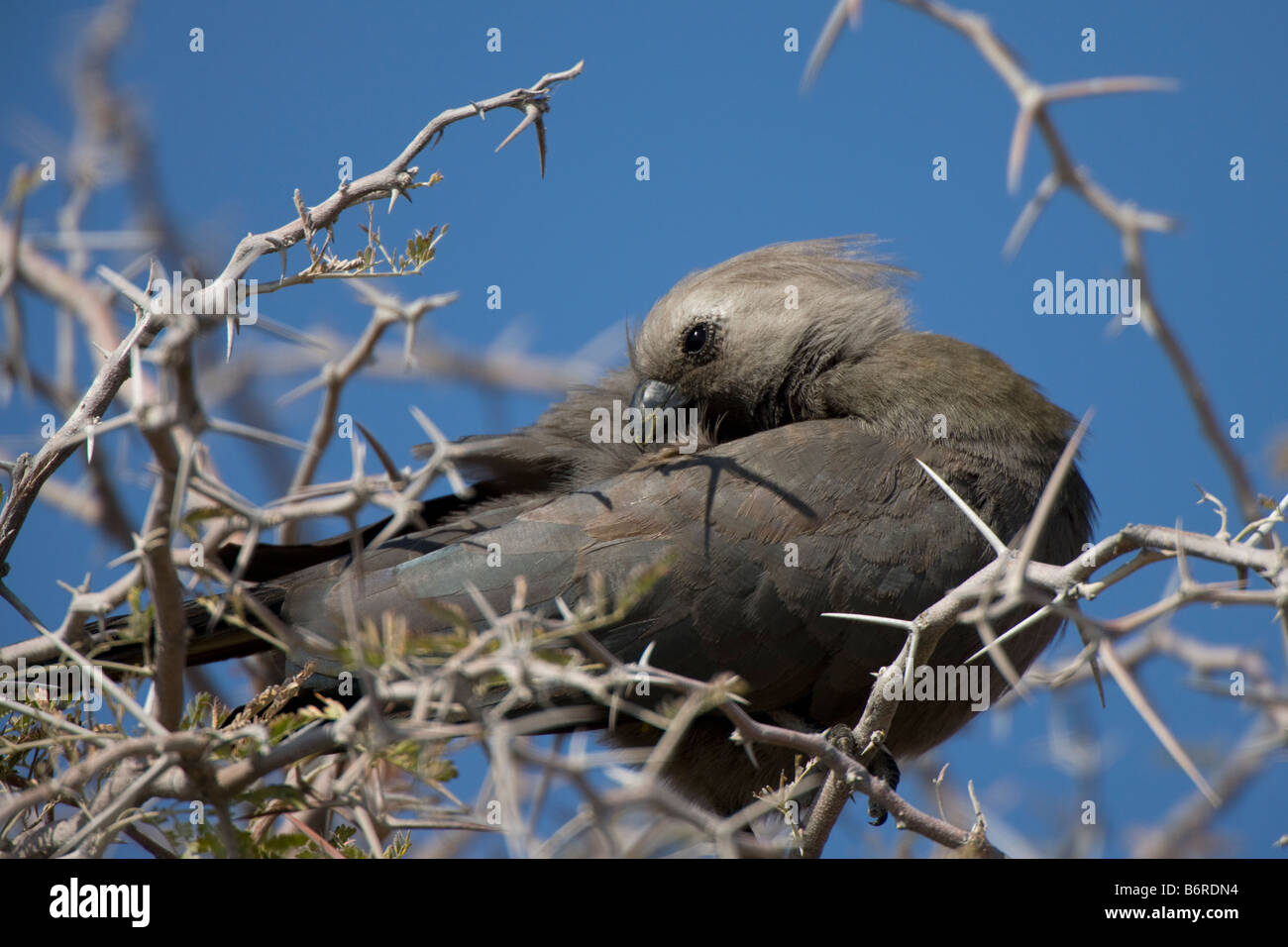 Grauer Vogel Go-away oder Lourie putzen, Etosha Nationalpark, Namibia Stockfoto