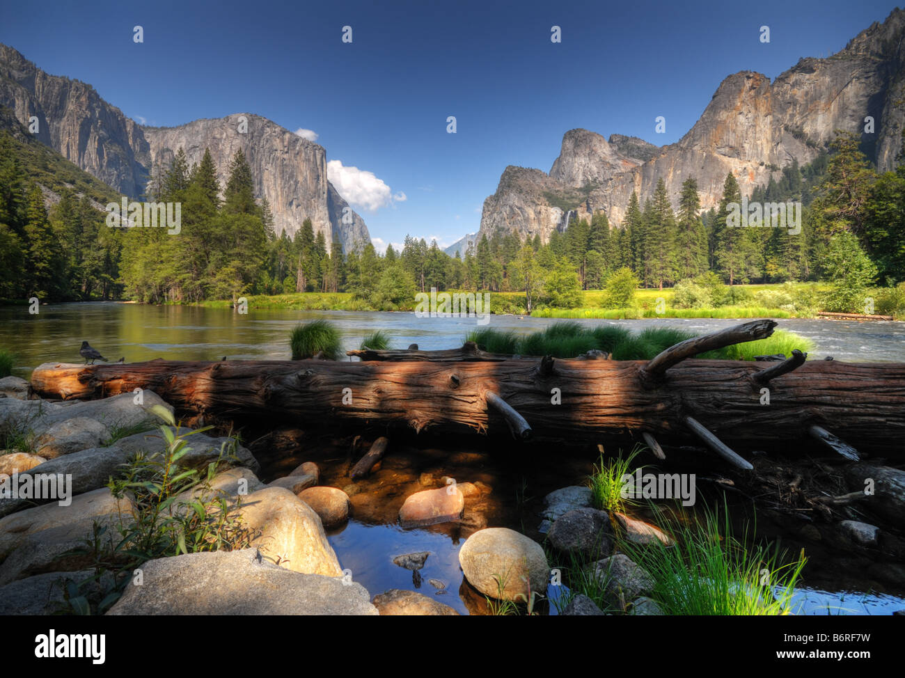 Die gefallenen Baum des Yosemite Valley Stockfoto