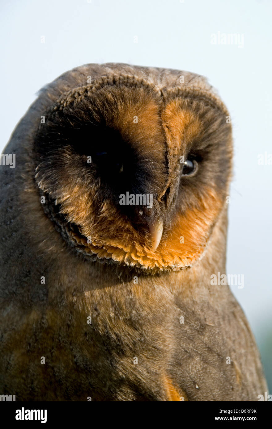 Melanistische oder schwarze Schleiereule (Tyto Alba) eine genetische Mutation verursacht durch die erhöhte Menge an Melanin in den Genen Stockfoto