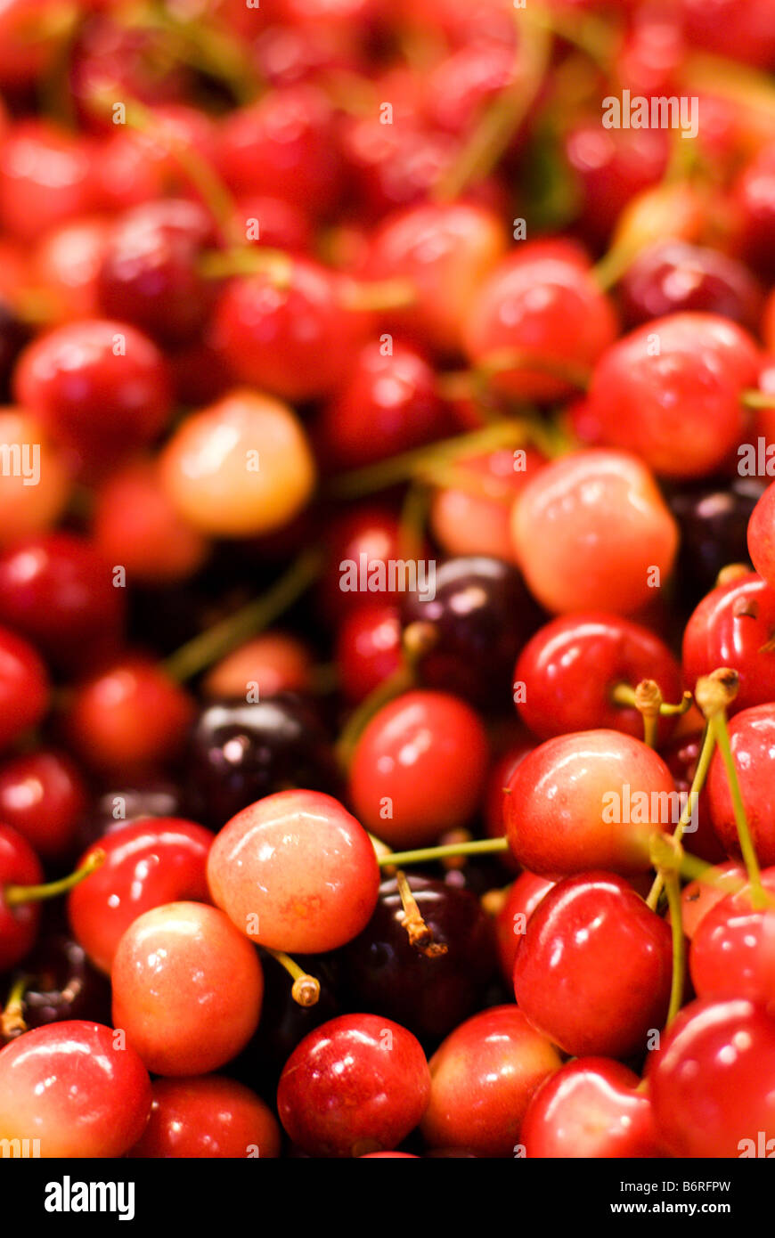 Leichte rote Kirschen eine traditionelle Weihnachten Frucht in Australien zu verkaufen in einem Obst-Shop in der Adelaide-Markt Stockfoto