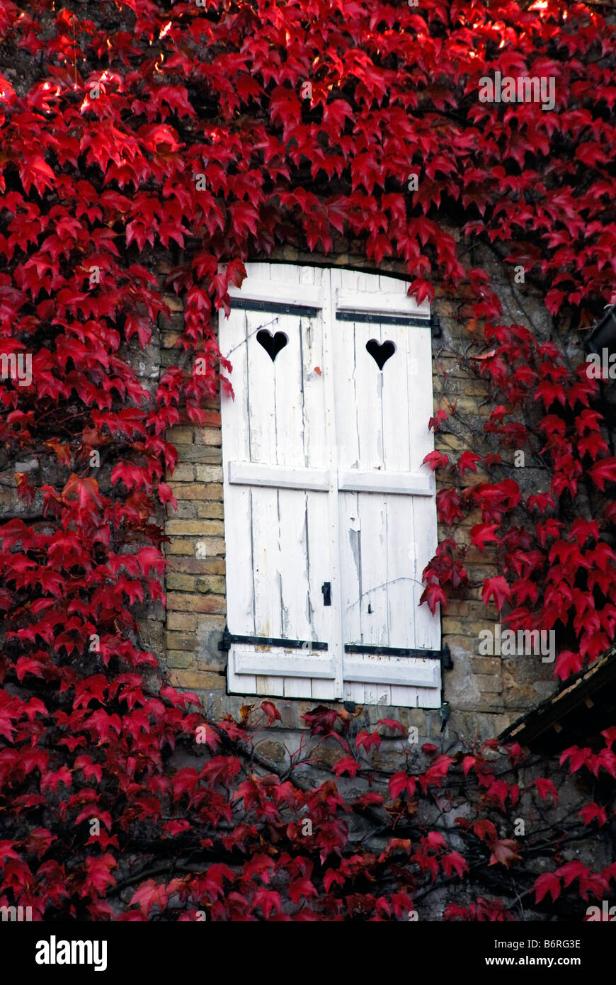 Fensterläden und rote Efeu, St Ceneri le Gerei, Normandie, Frankreich. Stockfoto