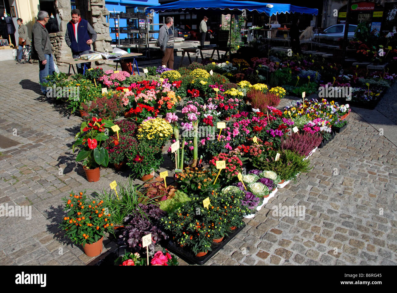 Blume-Stall im Markt Alencon, Normandie, Frankreich. Stockfoto