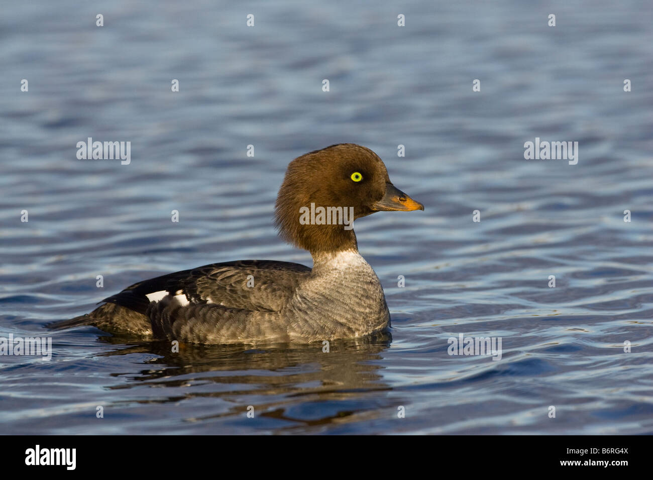 Barrow Goldeneye Bucephala Islandica, See Mývatn in Island Stockfoto