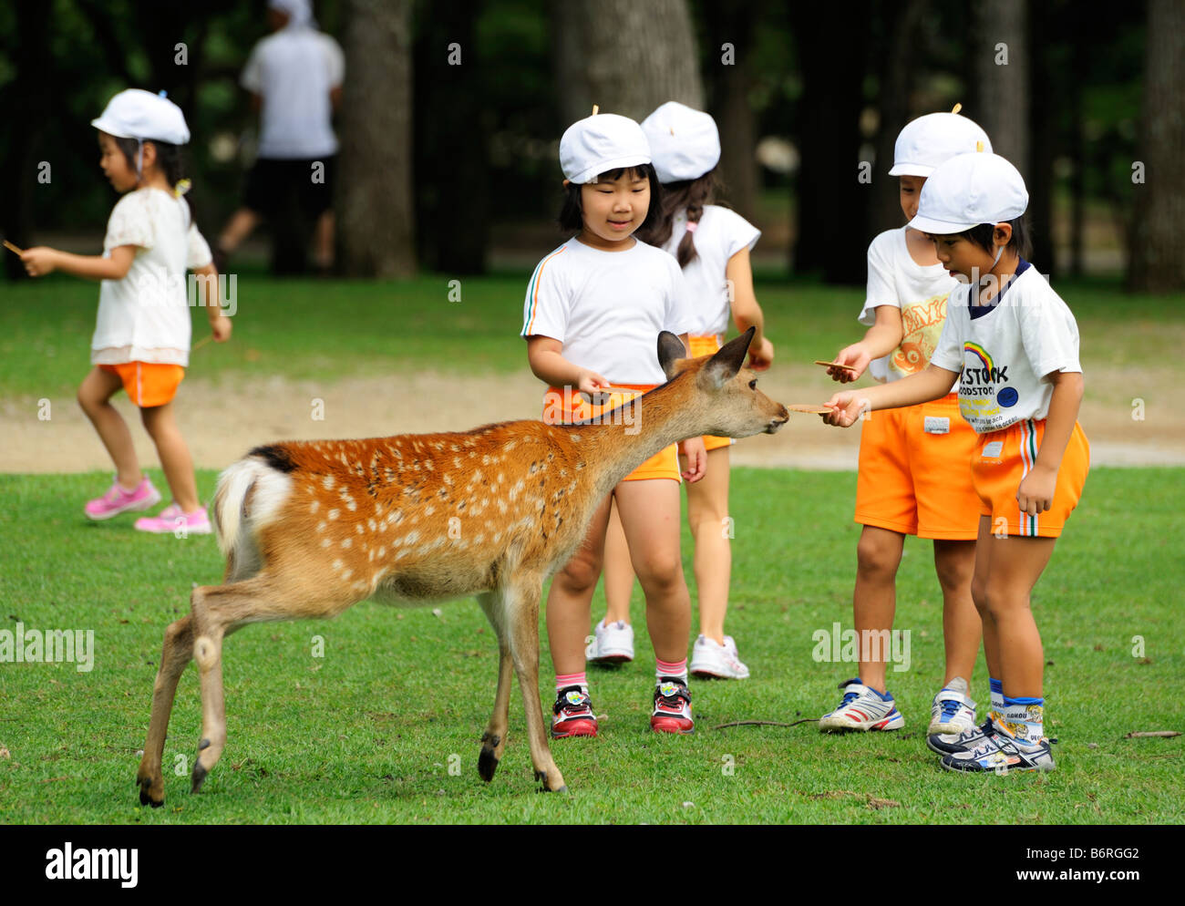 Japanische Schüler eine wilde Rehe füttern Nara JP Stockfoto