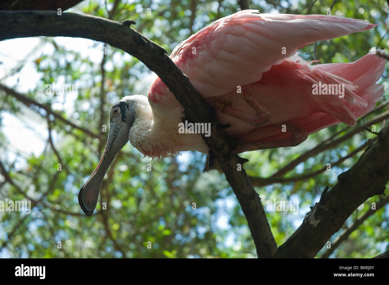 Rosette Löffler am Schlafplatz Stockfoto