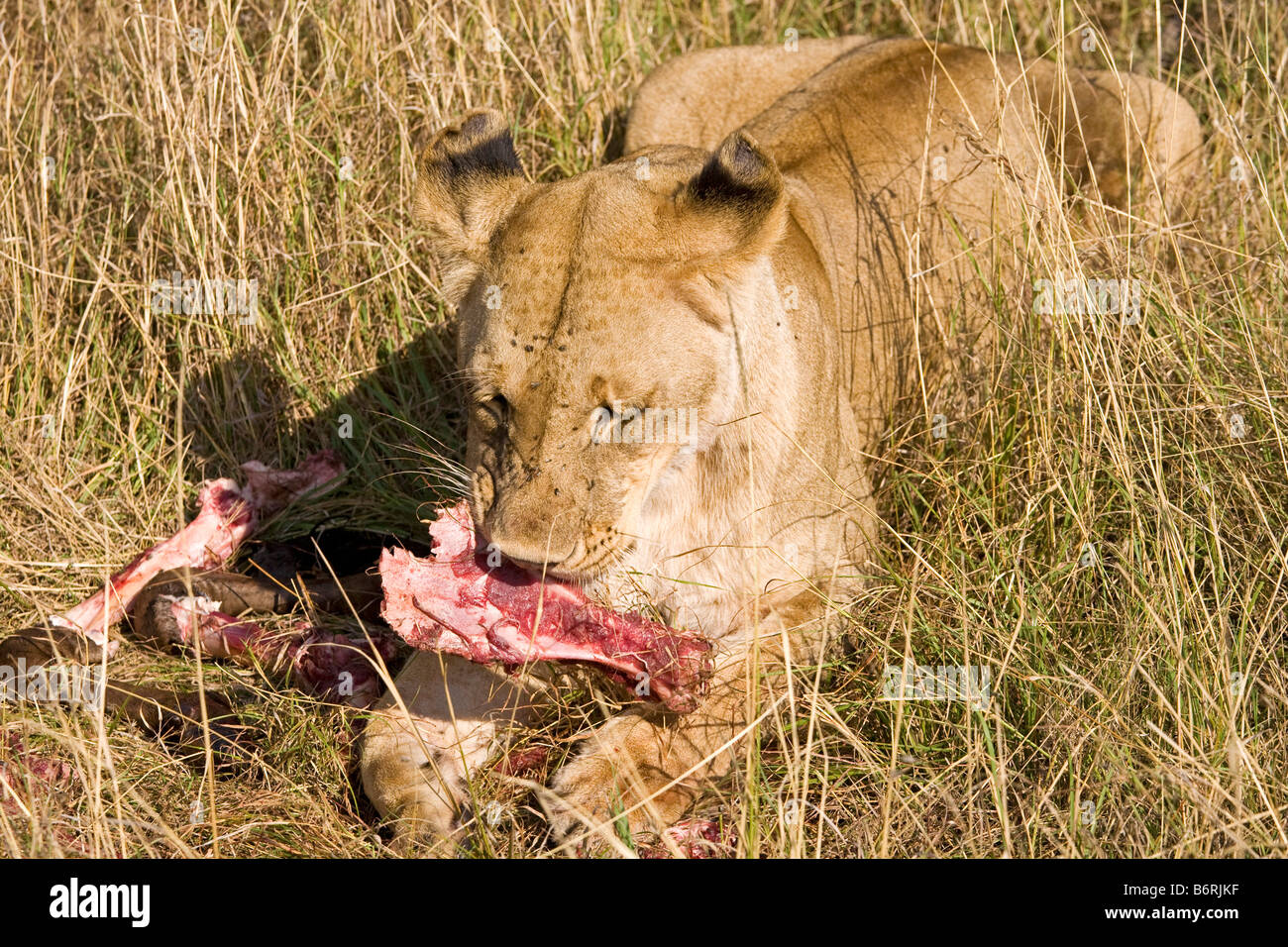 Masai Mara Game Park Kenia Afrika Löwe Stockfoto