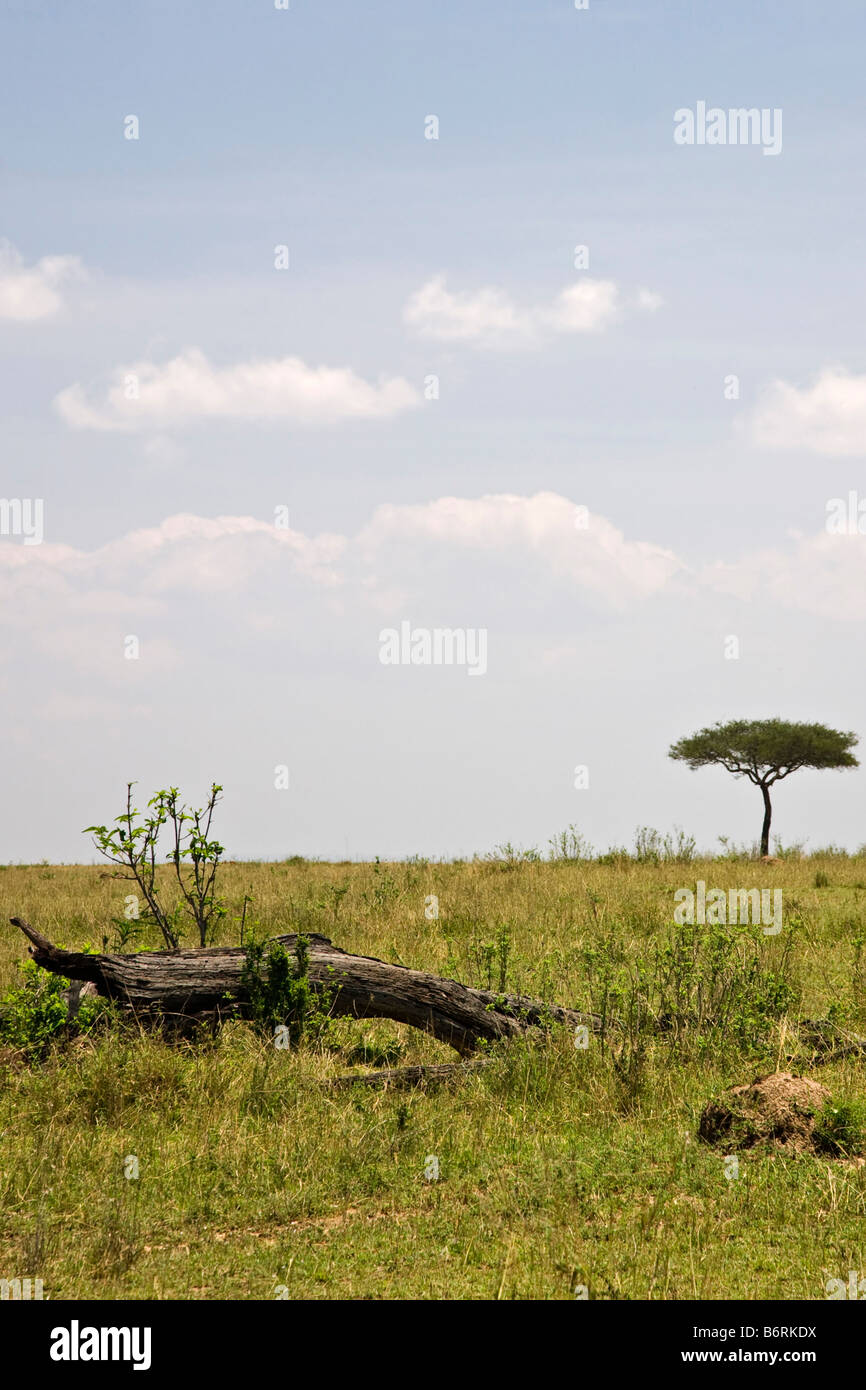 Masai Mara Game Park Kenia Afrika Landschaft Stockfoto