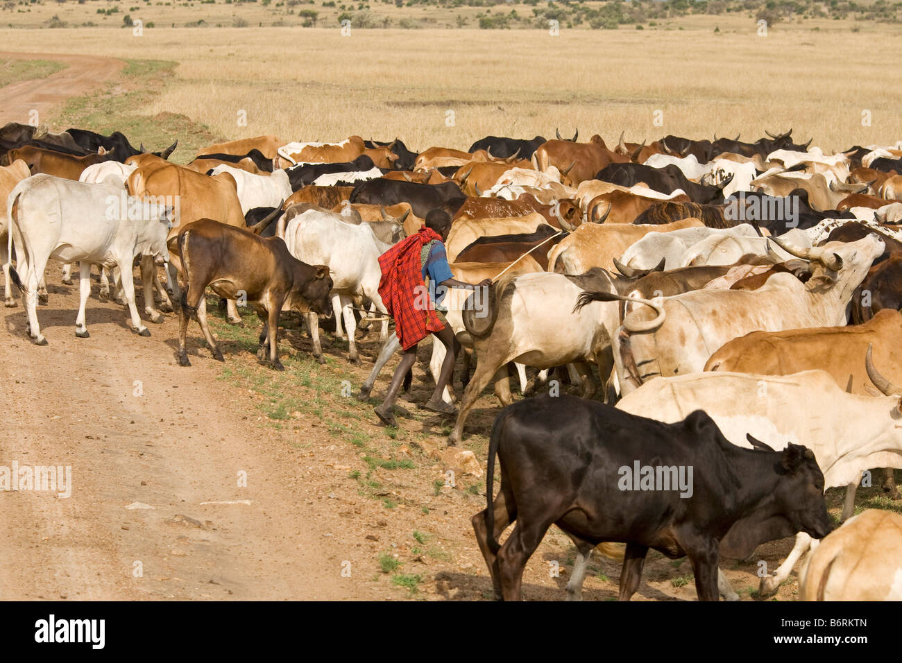 Masai Mara Game Park Kenia Afrika Herde Stockfoto