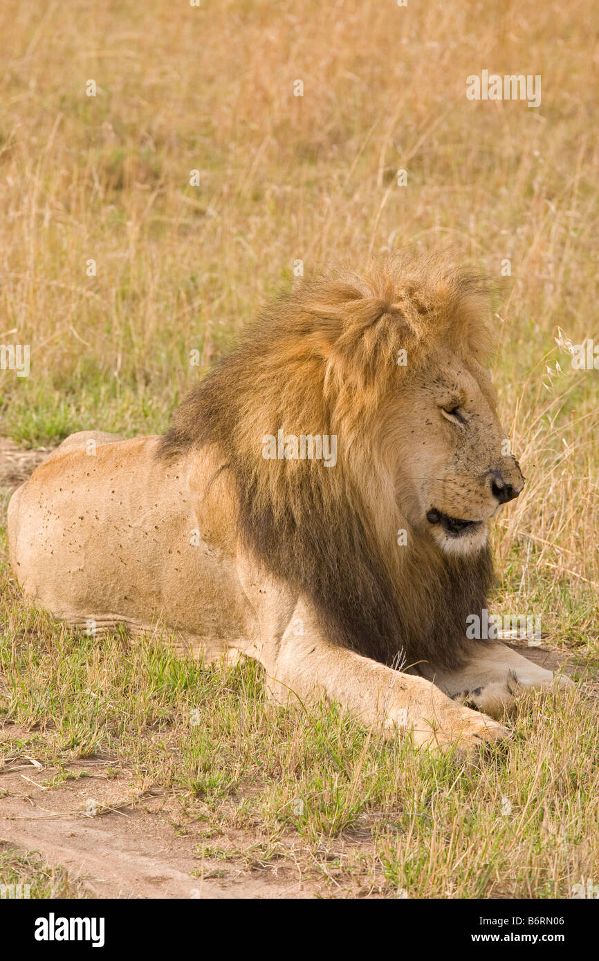 Masai Mara Game Park Kenia Afrika Löwe Stockfoto