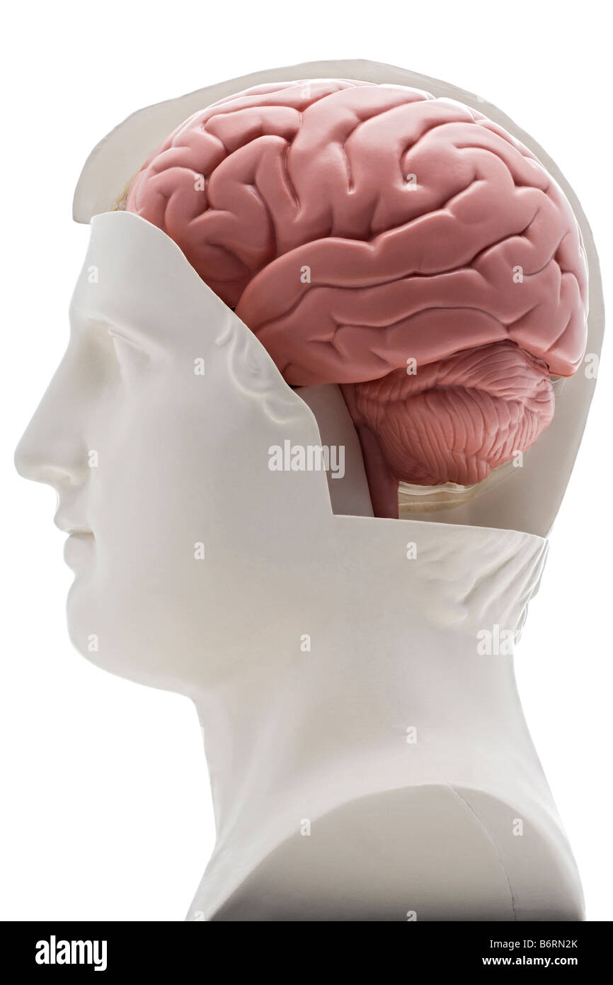 ein Modell menschlicher Kopf mit dem Gehirn ausgesetzt Stockfoto