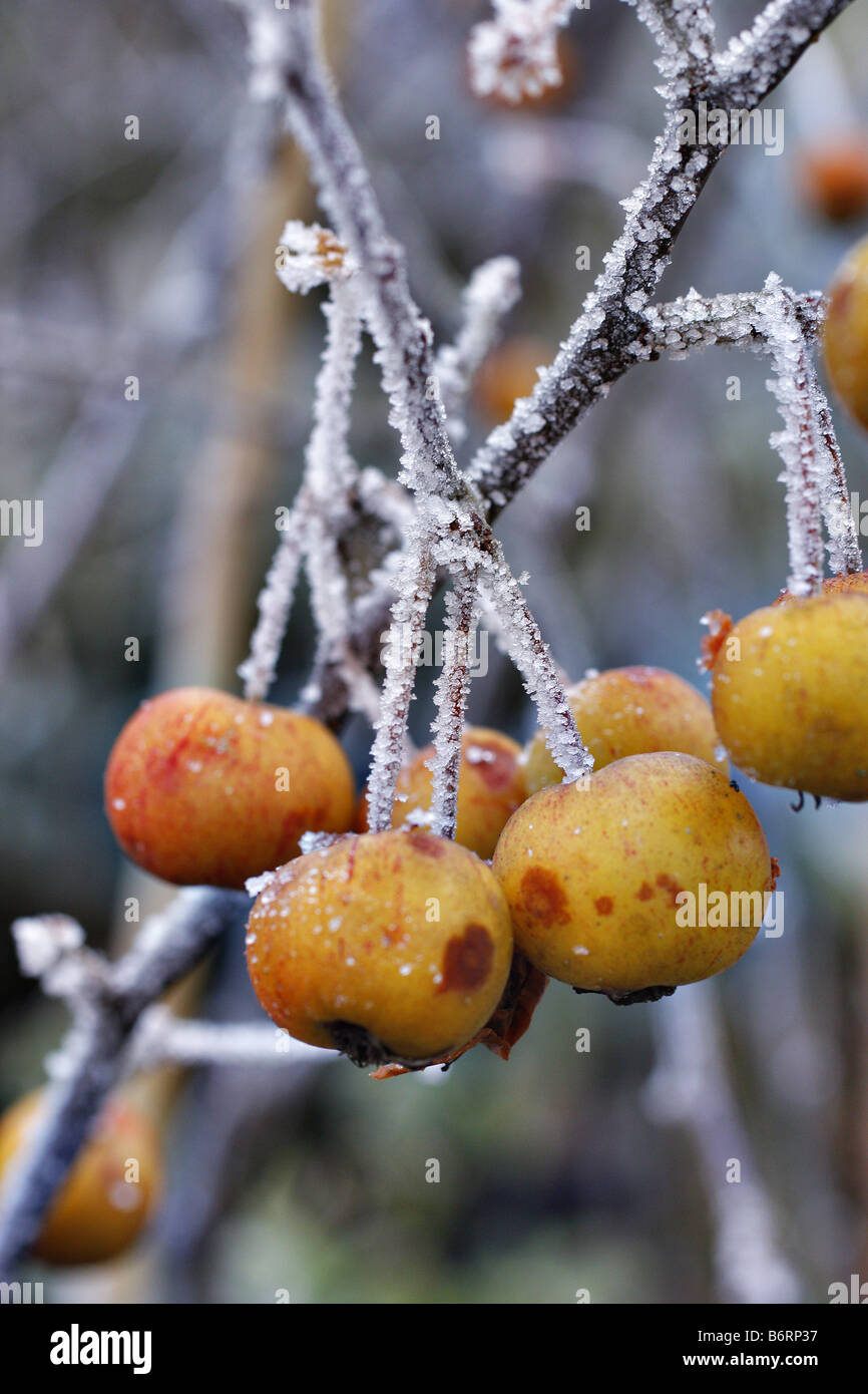 RAUREIF AUF MALUS EVERESTE HOLZÄPFEL IM DEZEMBER Stockfoto