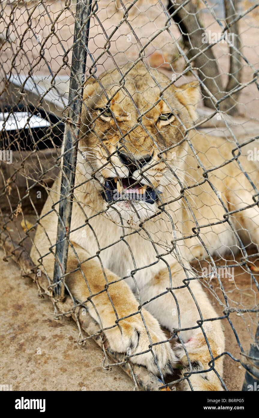 Löwen hinter einem Zaun, Südafrika, Afrika Stockfoto
