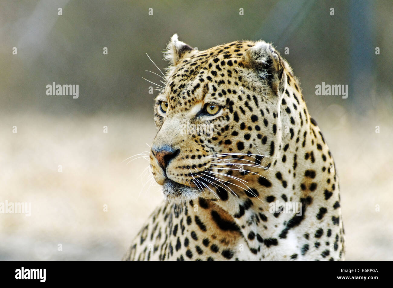 Leopard (Panthera Pardus) in Südafrika, Afrika Stockfoto