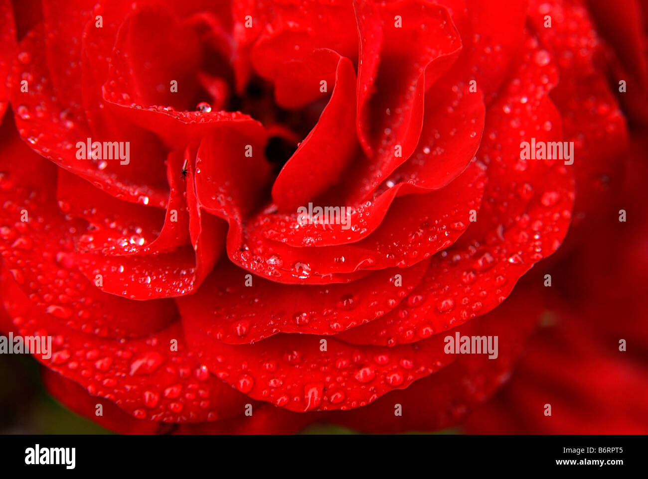 Blühenden roten rose überdachte deut winzige Tropfen Wasser und dort auch eine kleine fliegen drauf Stockfoto