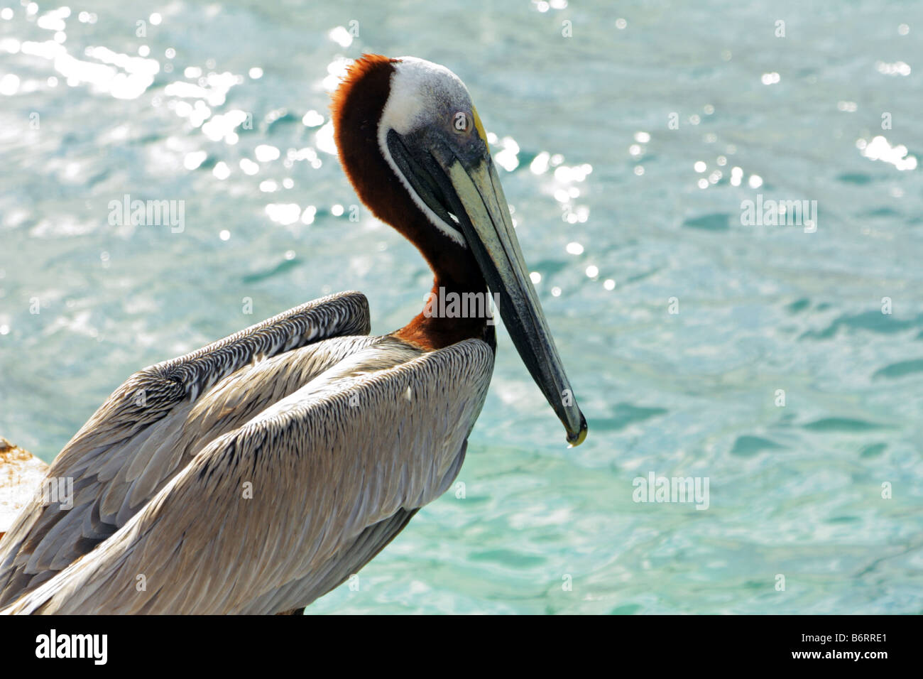 Östlichen Brown Pelican aka Pelecanus Occidentalis Carolinensis in der Zucht Gefieder in Isla Mujeres, Mexiko Stockfoto