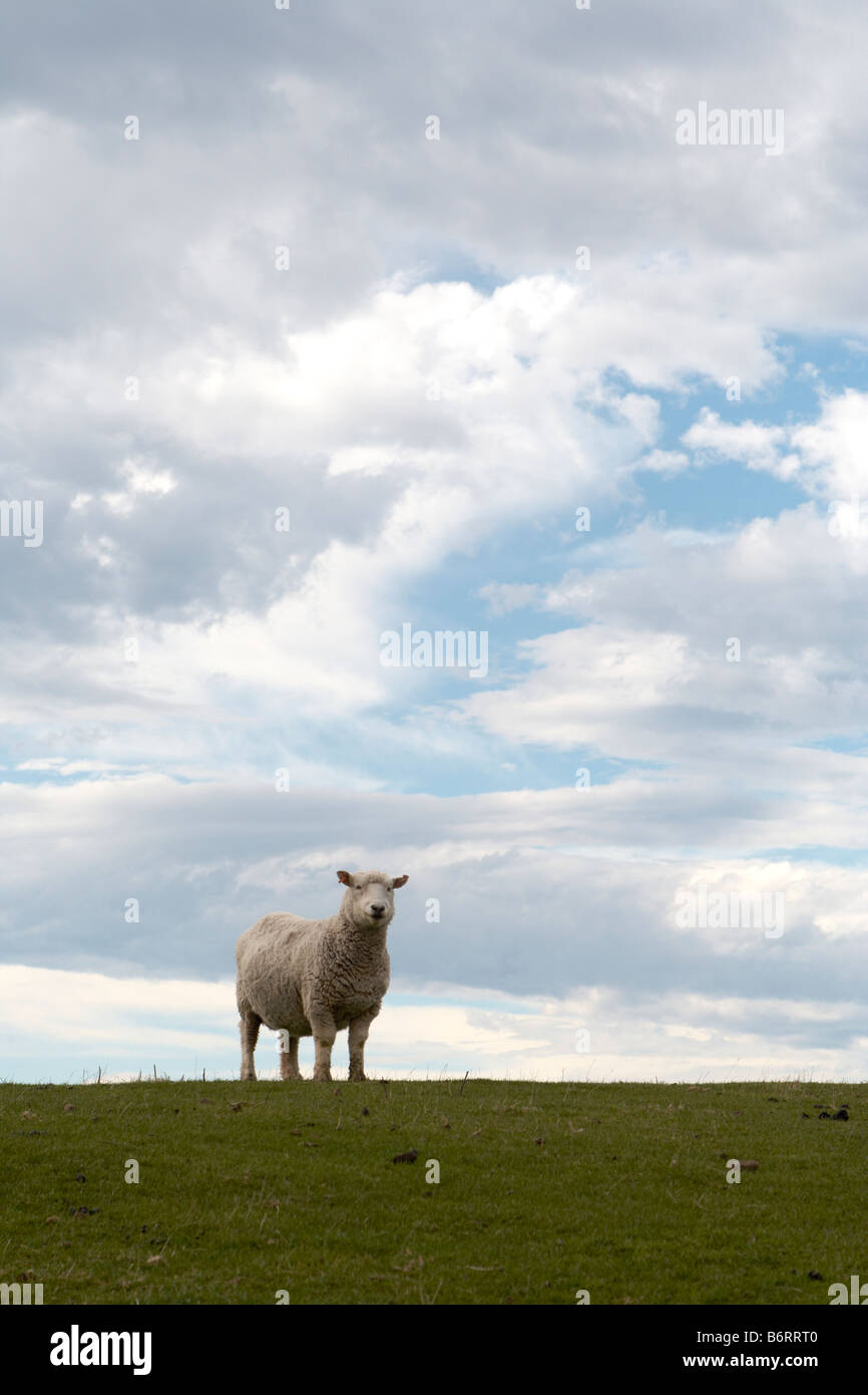 Schafe und "Aotearoa" das Land der langen weißen Wolke. Süd Island.New-Seeland. Stockfoto
