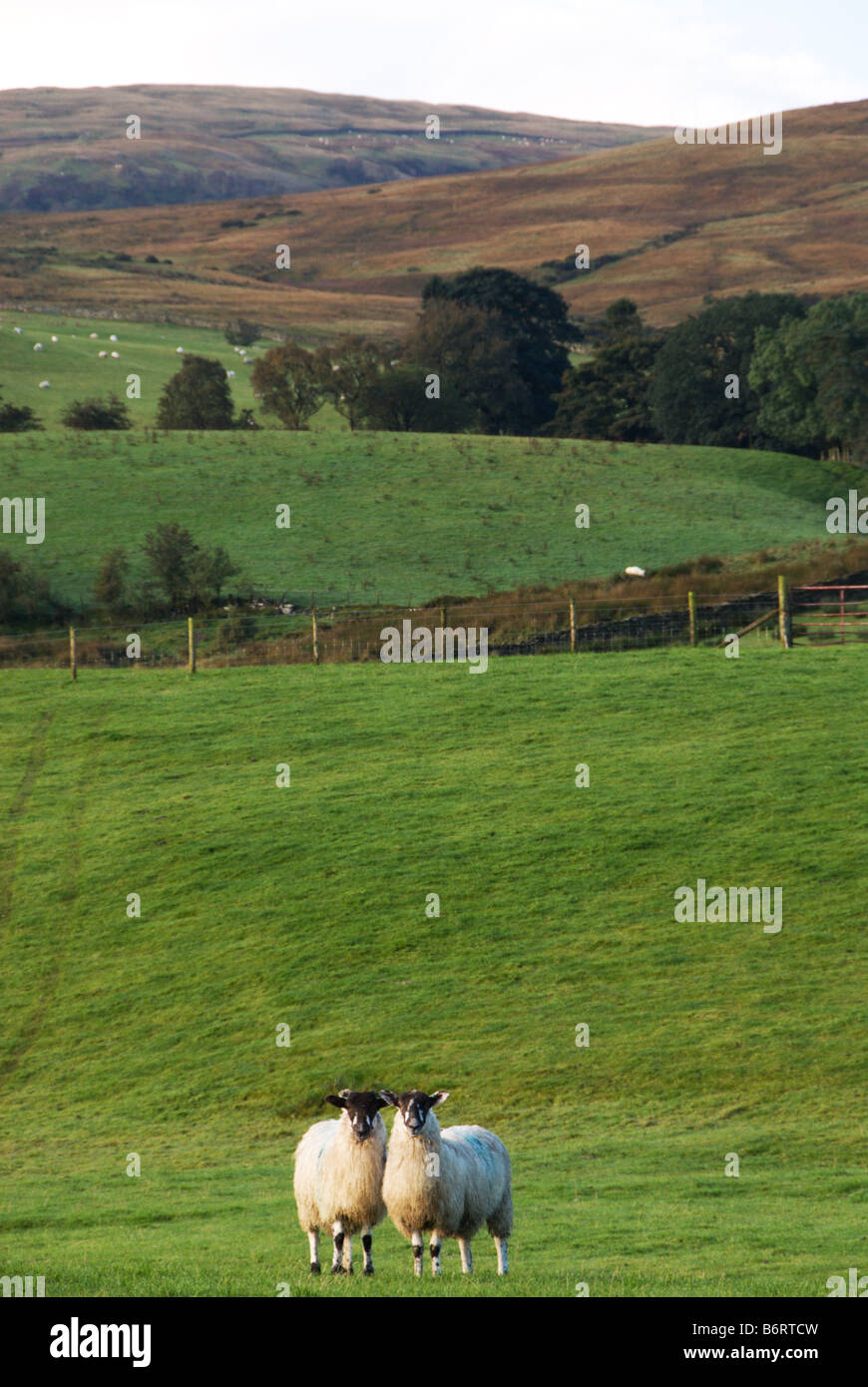 Schwarz konfrontiert Lancashire Schafe im Vordergrund stehen der hügeligem Ackerland in der Nähe von Tebay Cumbria UK Stockfoto