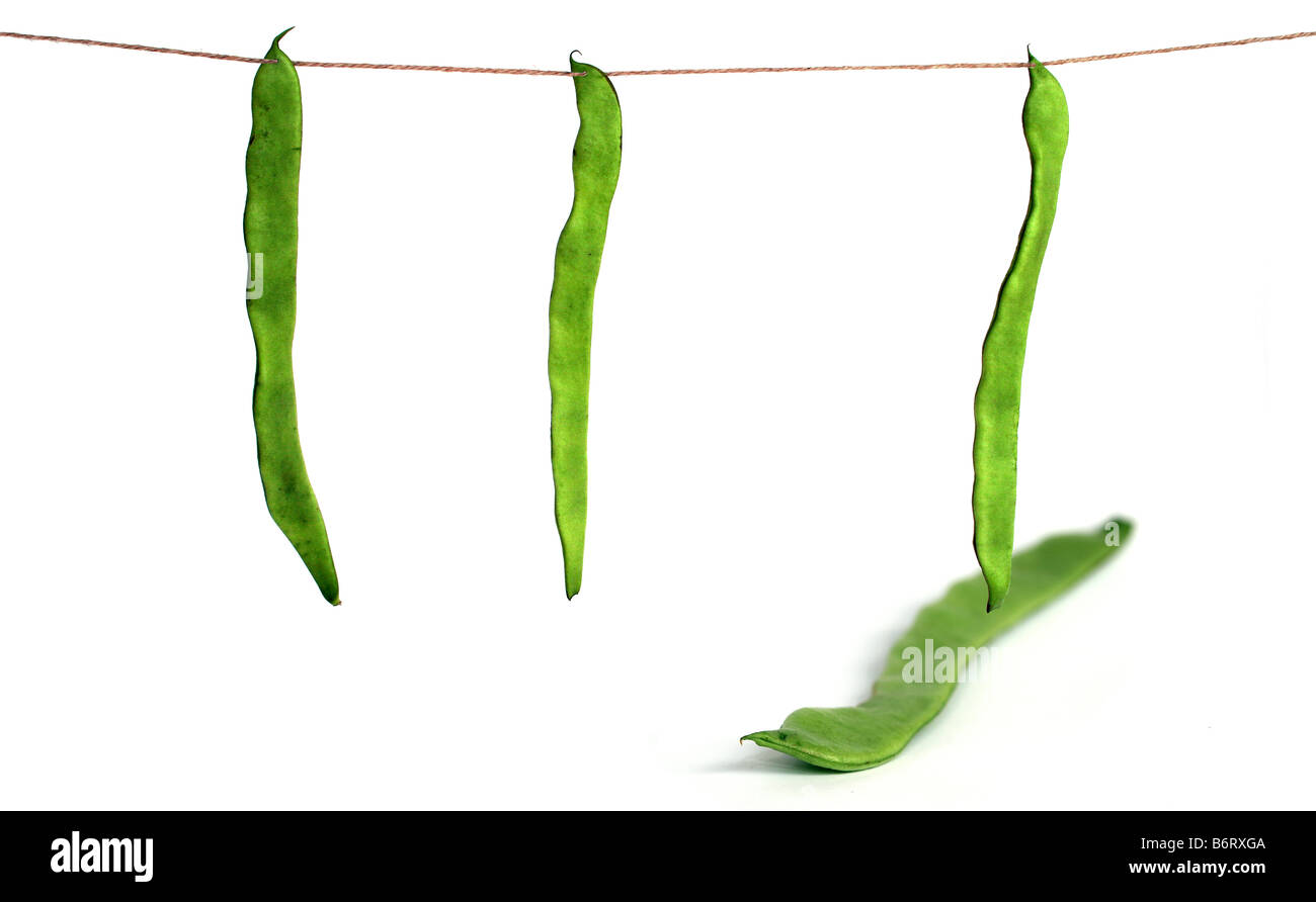 Stangenbohnen (Phaseolus Coccineus) Stockfoto