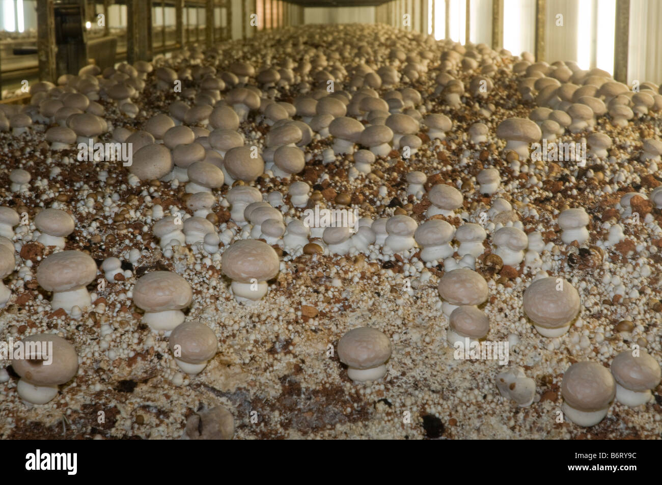 Regale aus organischer Kompost werden unter kontrollierten Umweltbedingungen für die intensive Portobello mushroom Landwirtschaft gehalten. Stockfoto