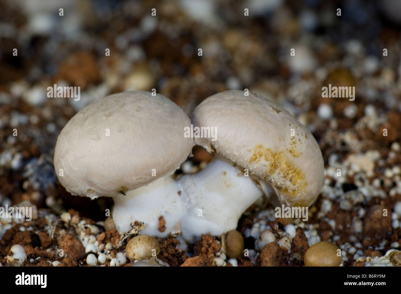 Agaricus Bisporus Portobello-Pilze Stockfoto