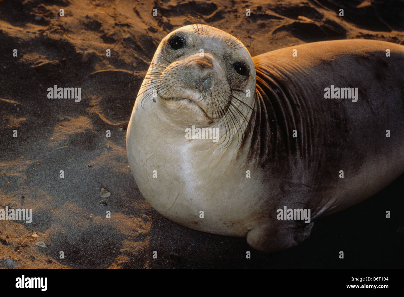 Porträt des weiblichen nördlichen See-Elefanten (Mirounga Angustirostris) am Piedras Blancas Rookery in Zentral-Kalifornien. Stockfoto