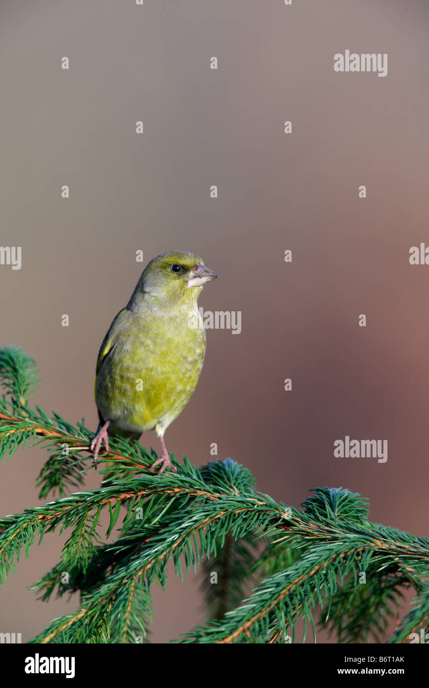 Grünfink Zuchtjahr Chloris auf Kiefer Potton Bedfordshire Stockfoto