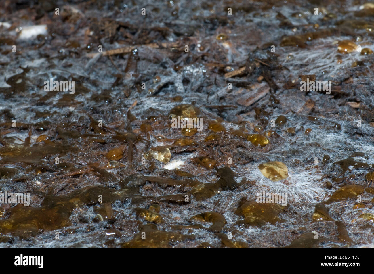 Agaricus Bisporus Champignon Myzel Invasion der wachsenden Substrats (Kompost) Stockfoto