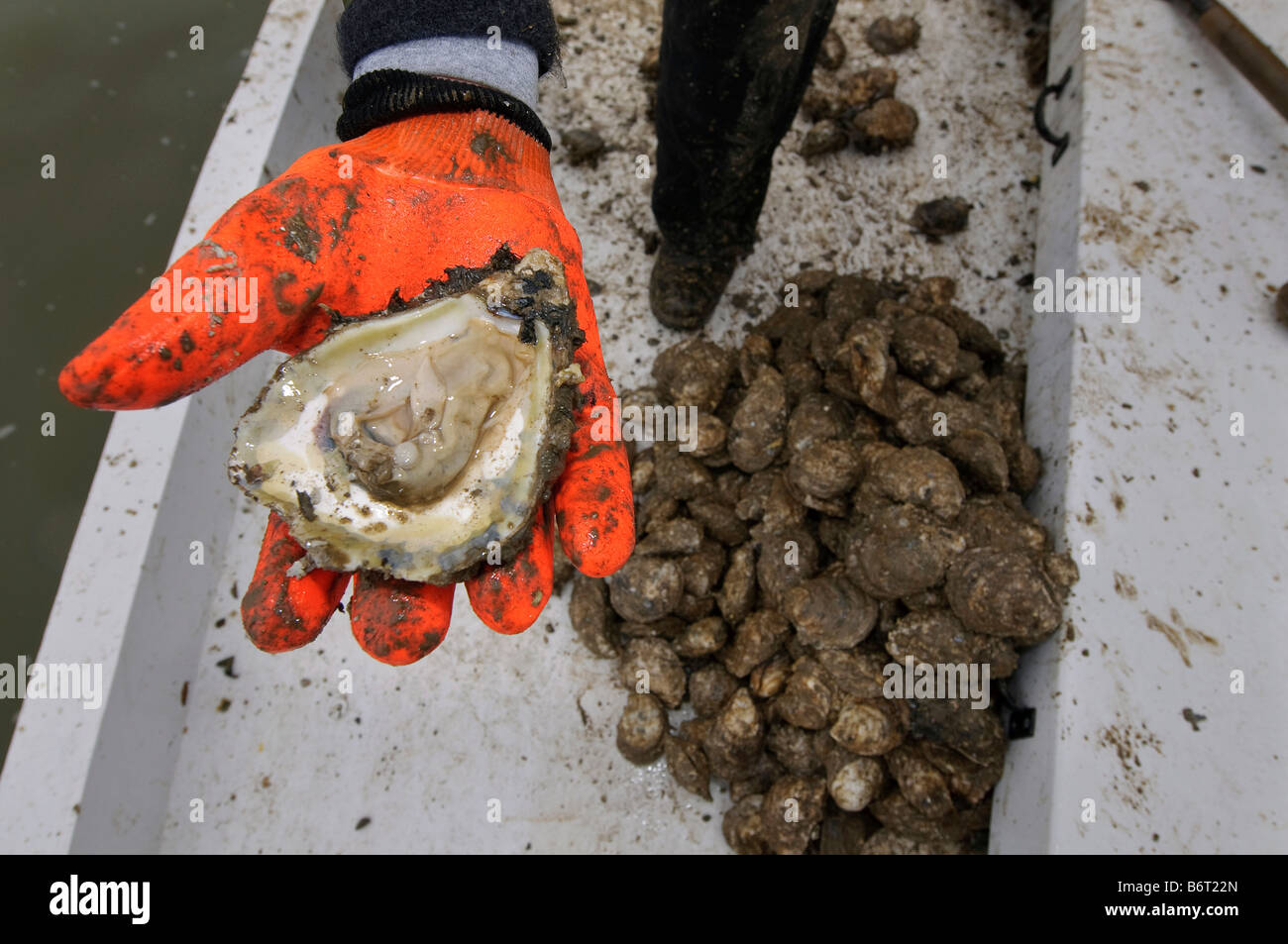 Frische Austern live, Baggergut aus der Chesapeake Bay, Annapolis, Maryland Stockfoto