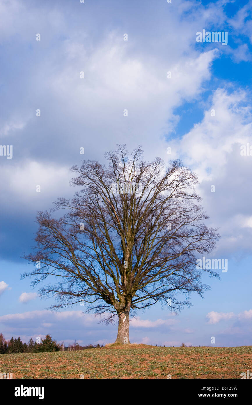Baum im Frühjahr Cerveny Kostelec Nachod Bezirk Ost-Böhmen-Tschechien-Europa Stockfoto