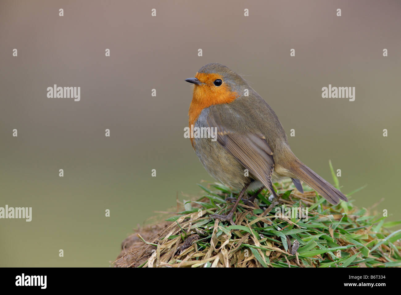 Robin Erithacus Rubecula auf Rasen Potton Bedfordshire Stockfoto