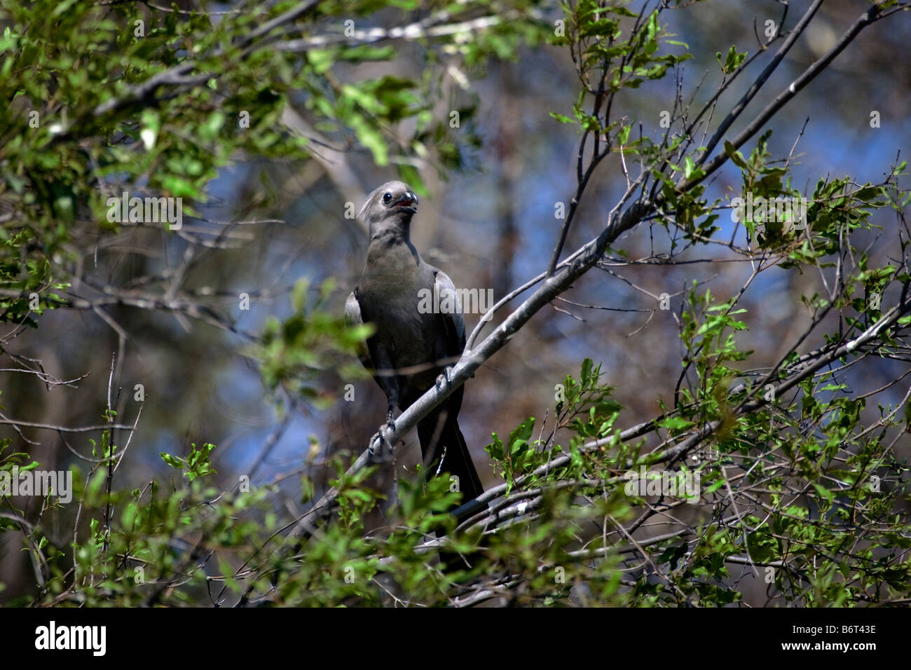 Grau, Go away Bird oder Lourie, Okavango Panhandle, Botswana Stockfoto