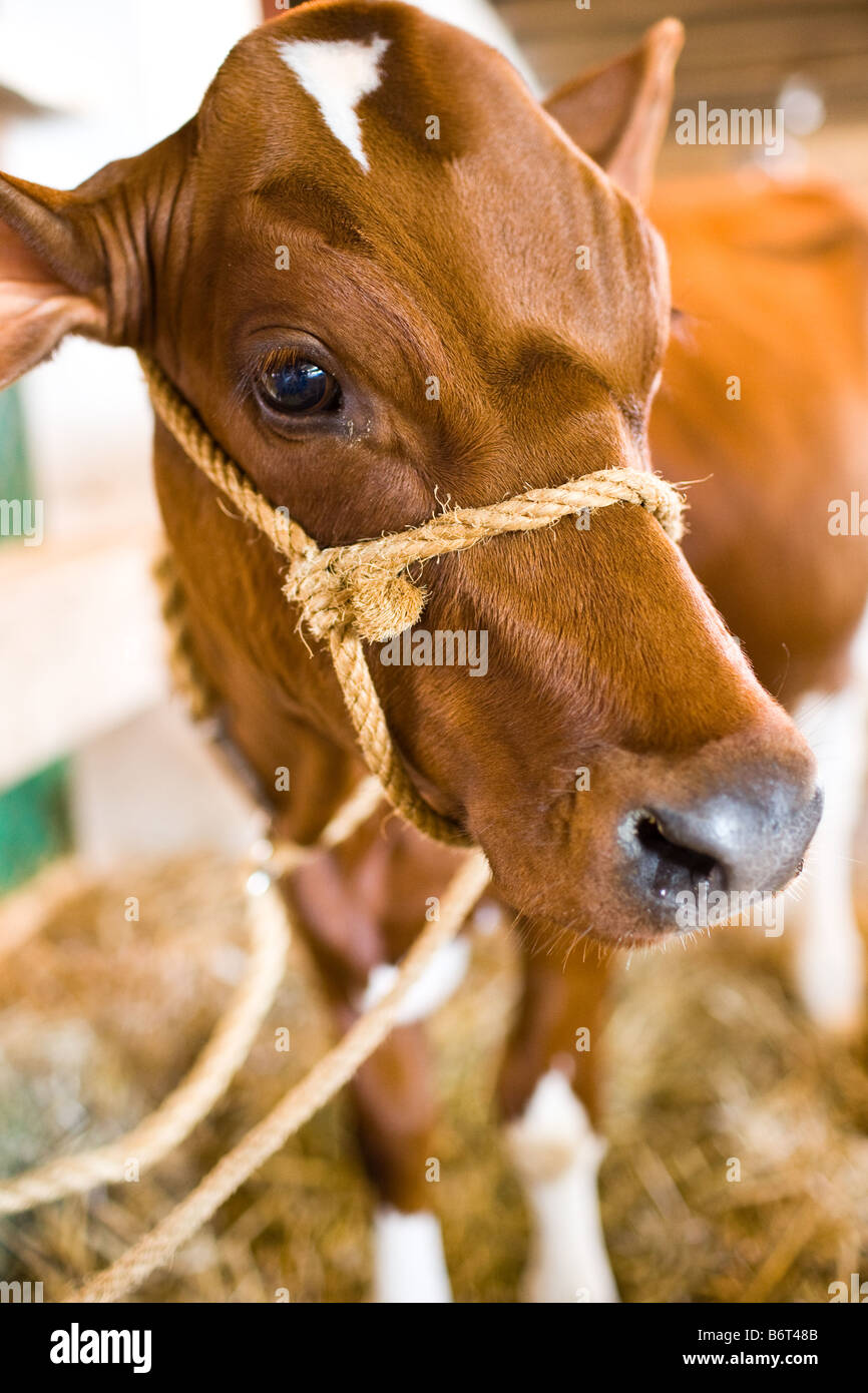 Junge Kuh auf dem Display auf der Messe Stockfoto