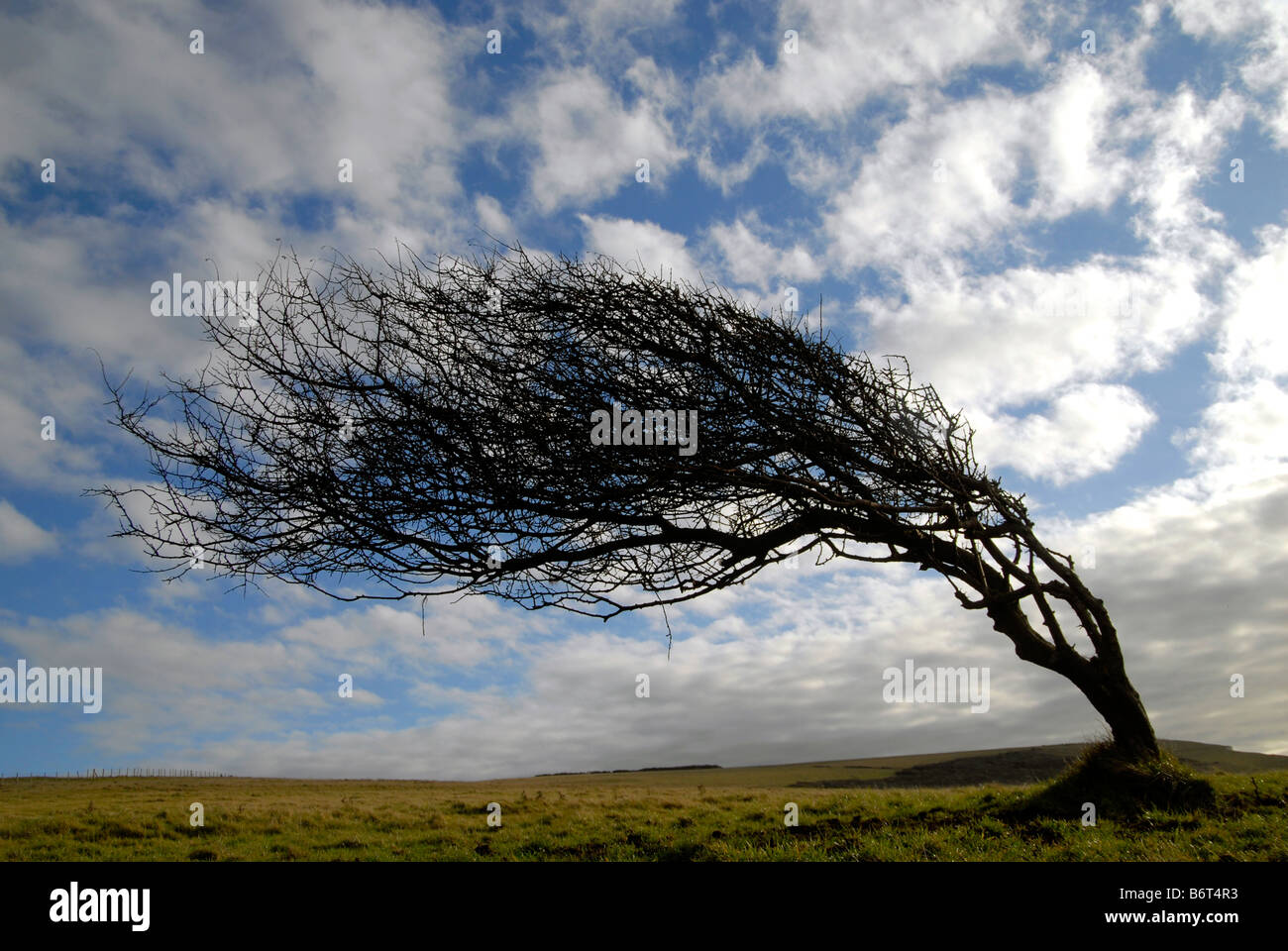 Wind fegte Baum auf der Küste von Sussex UK Stockfoto